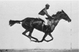Horse_Still