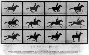 Horse_Still_2